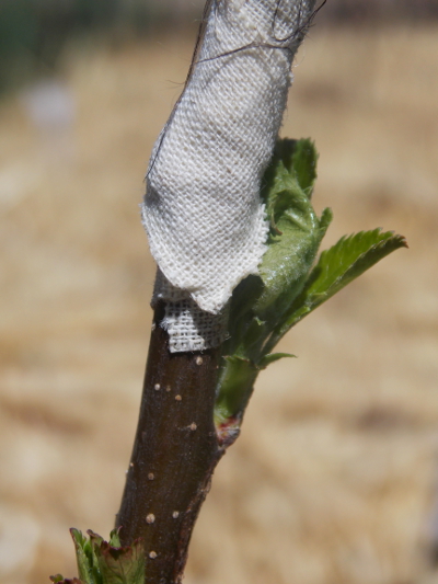 Leafing out rootstock