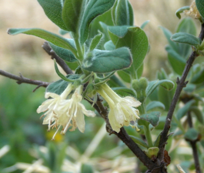 Honeyberry flower