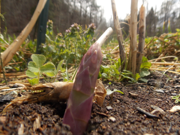 Watering asparagus