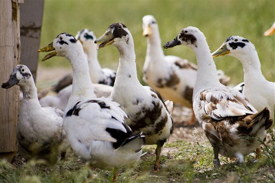 Ancona ducks