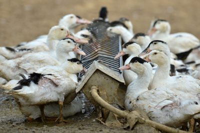 Feeding ducks