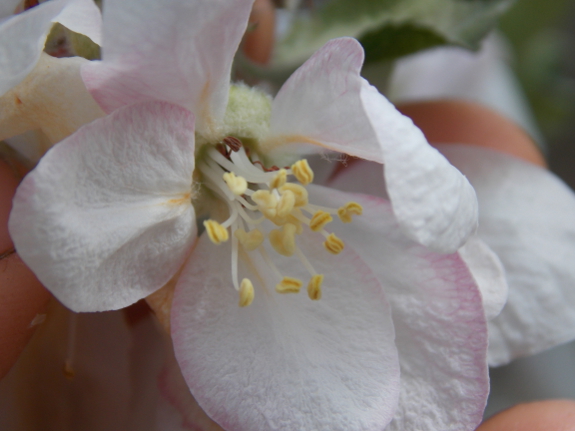 Frost-damaged apple flower