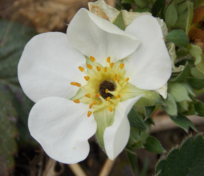 Frost-damaged strawberry flower