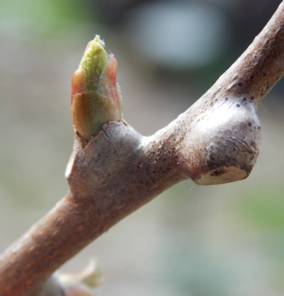 Opening kiwi bud