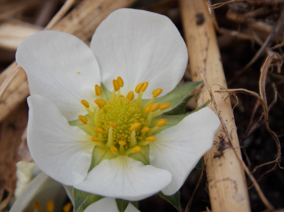 Strawberry bloom