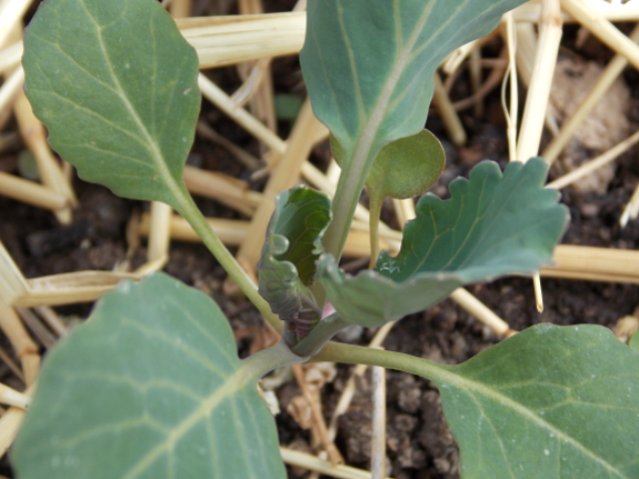 Cabbage seedling