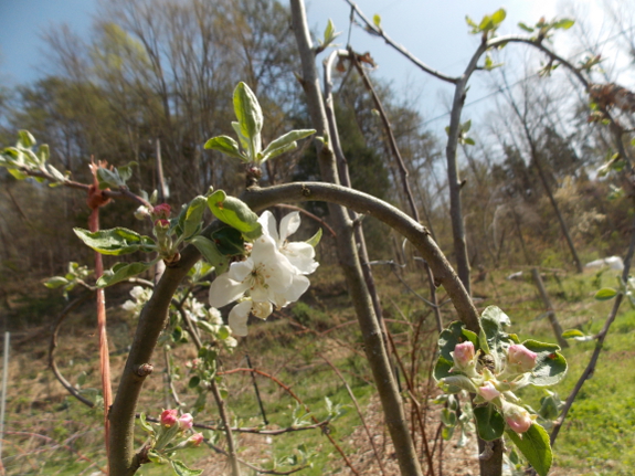 Loopy apple blooms