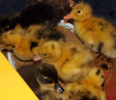 Ancona ducklings