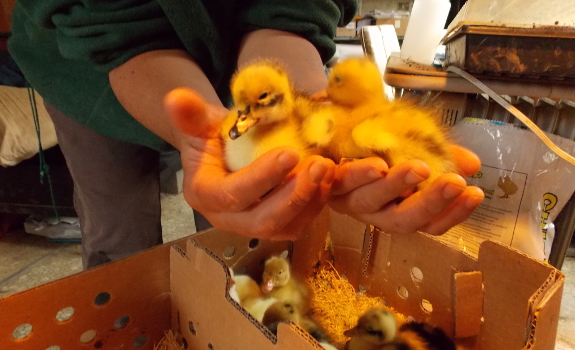 Ducklings