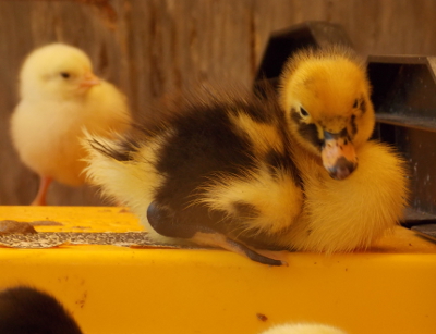 Chick and duckling