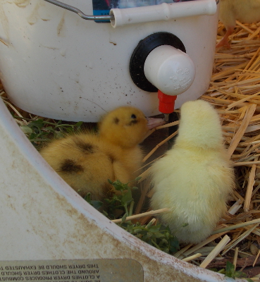 Duck waterer