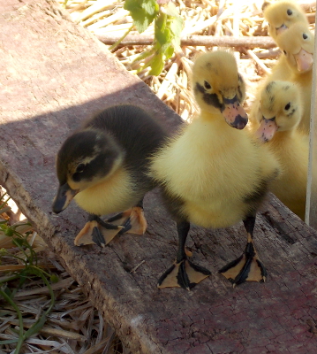 Looking duckling