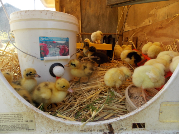 Outdoor chick and duck brooder
