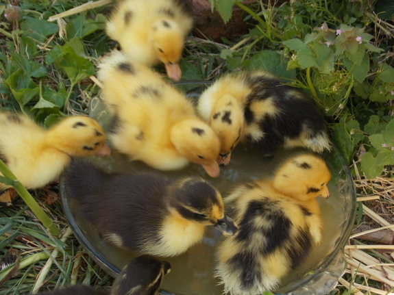 Ducklings learning to swim