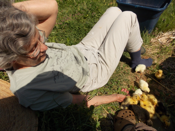 Taming ducklings