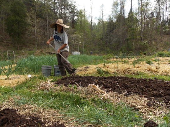 Dig a planting furrow