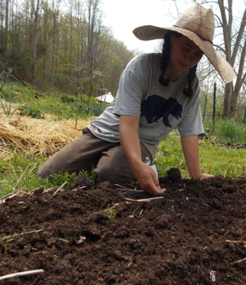 Planting beans