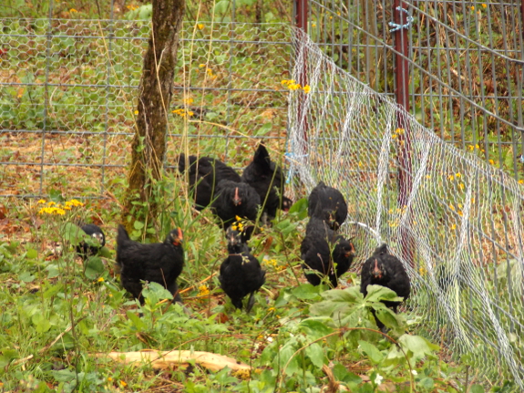 Chicken-proofing cattle panels