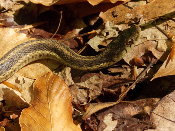 Garter snake