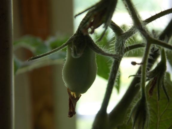 Baby tomato