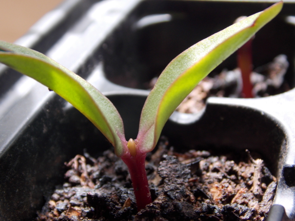 Malabar spinach seedling