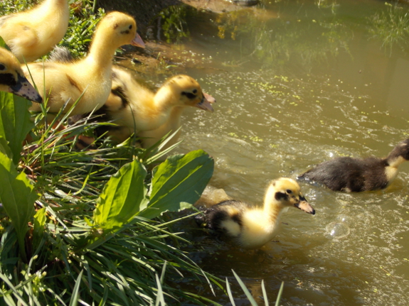 Ducklings dive in