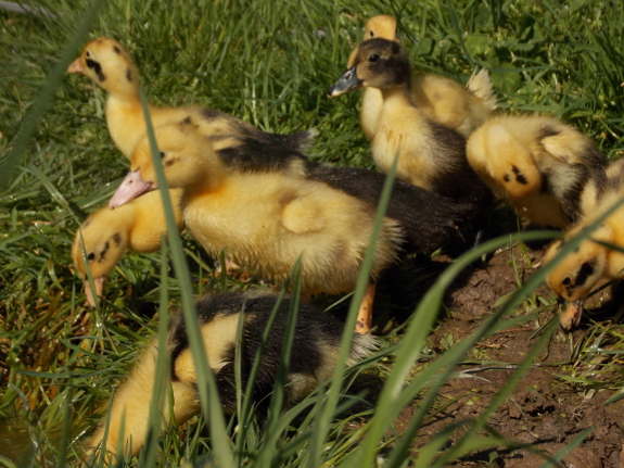 Ducklings on the bank