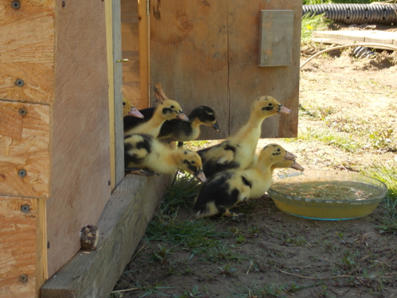 Ducklings out the door