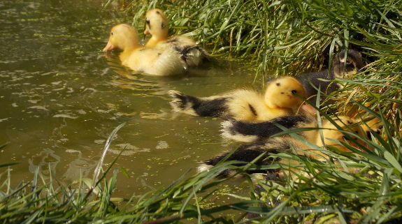 Swimming ducklings