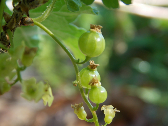 Baby currant fruits