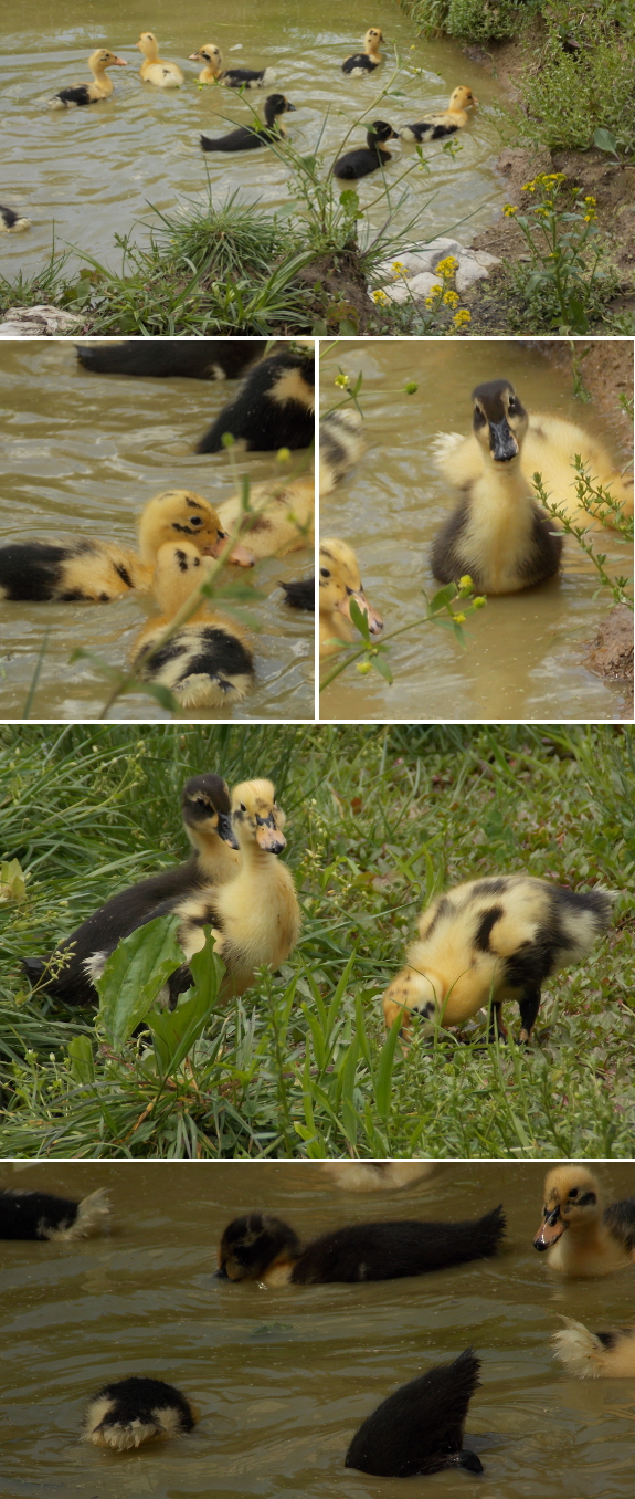 Ducklings in the pond