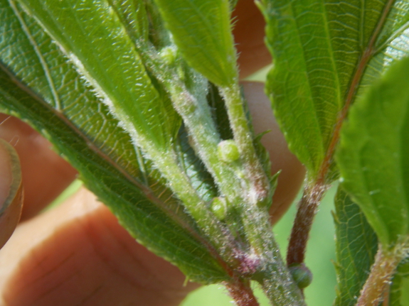 Hardy kiwi flower buds