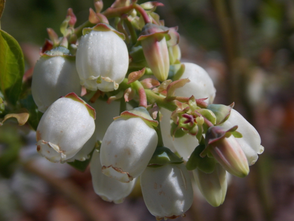 Northern highbush blueberry flowers