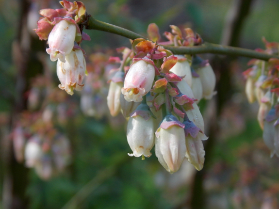 Rabbiteye blueberry flowers