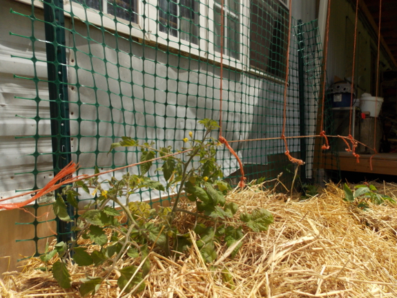 String training tomatoes