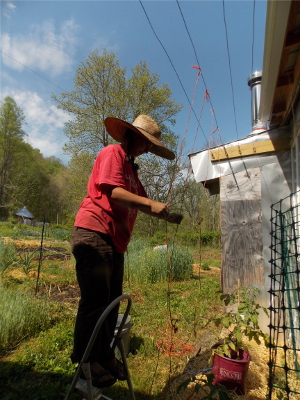 String trellis