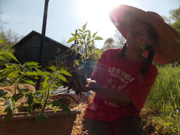 Transplanting tomatoes