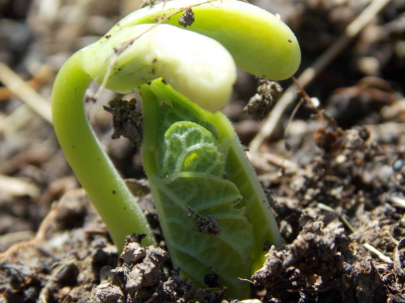 Bean seedling