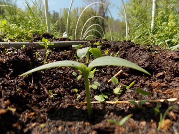 Cucumber seedling