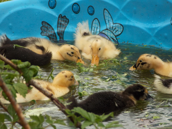 Ducklings in a kiddie pond