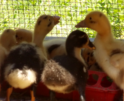 Ducks dining