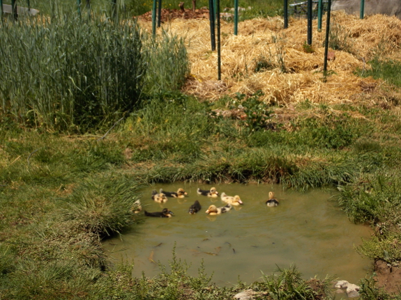 Sky pond