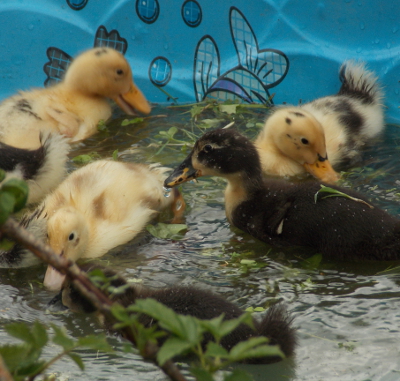 Swimming ducklings