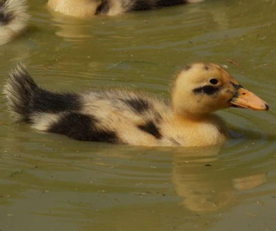 Two-week-old duckling