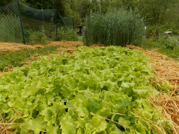 Lettuce bed