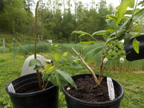 Potted blueberries