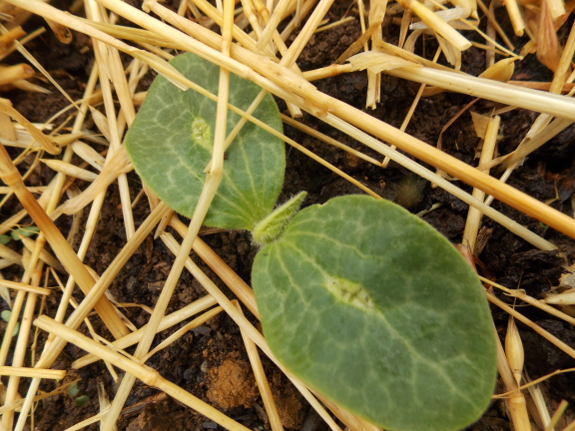 Squash seedling