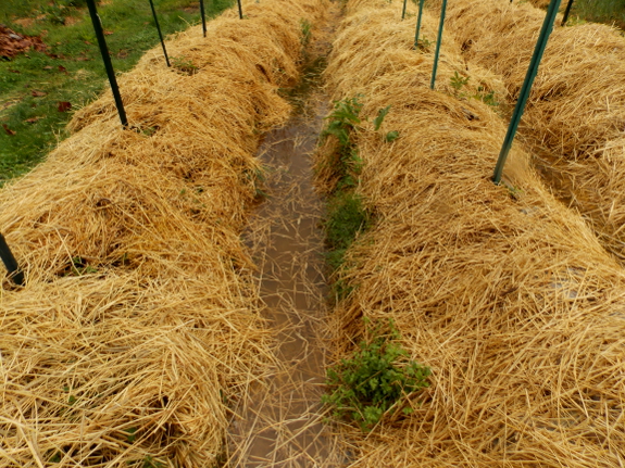 Tomato beds