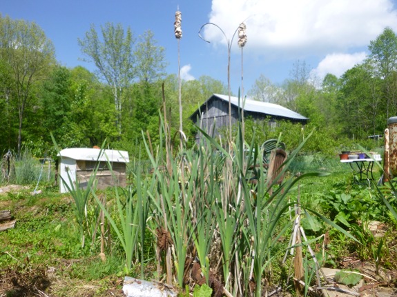 cattail update late Spring