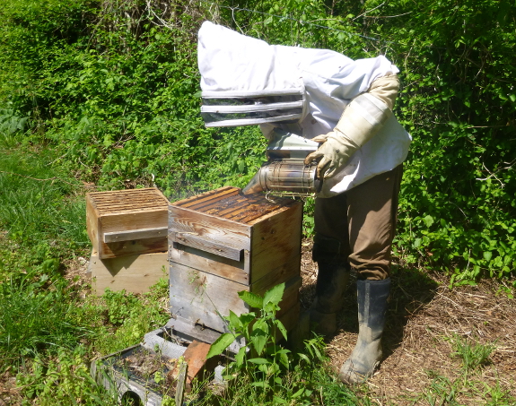 Smoking a hive